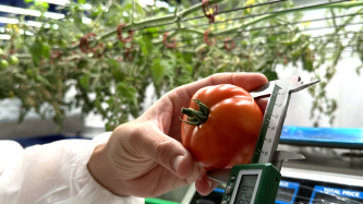 Over 10 times higher yield compared to greenhouse grown tomatoes and cucumbers