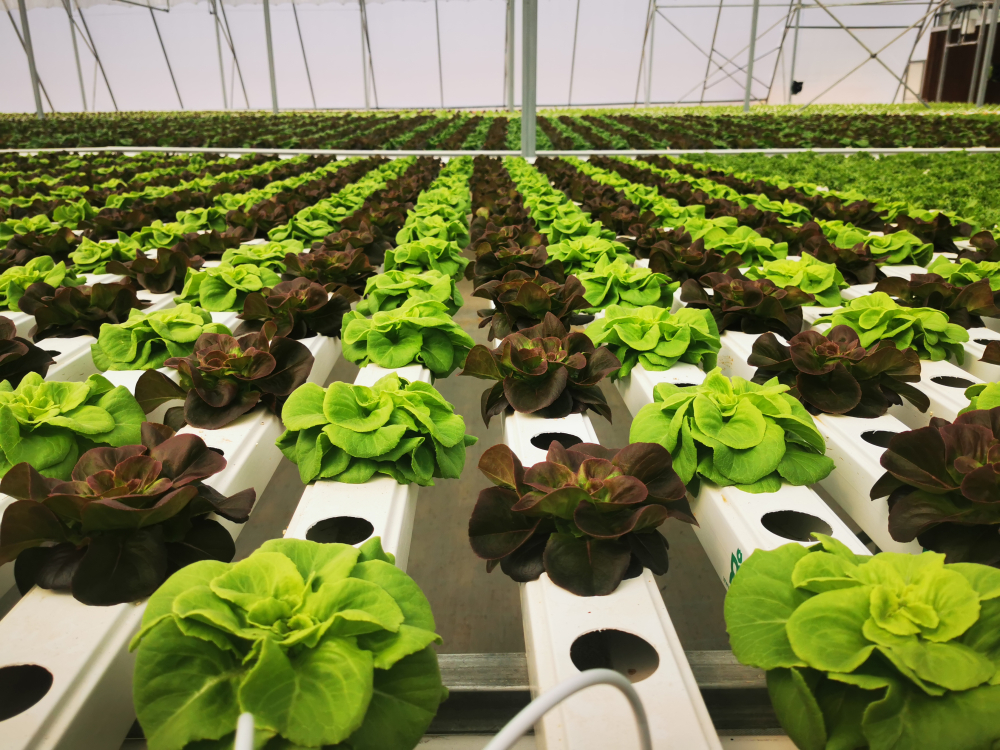 grow-tec lettuce hydroponic systems