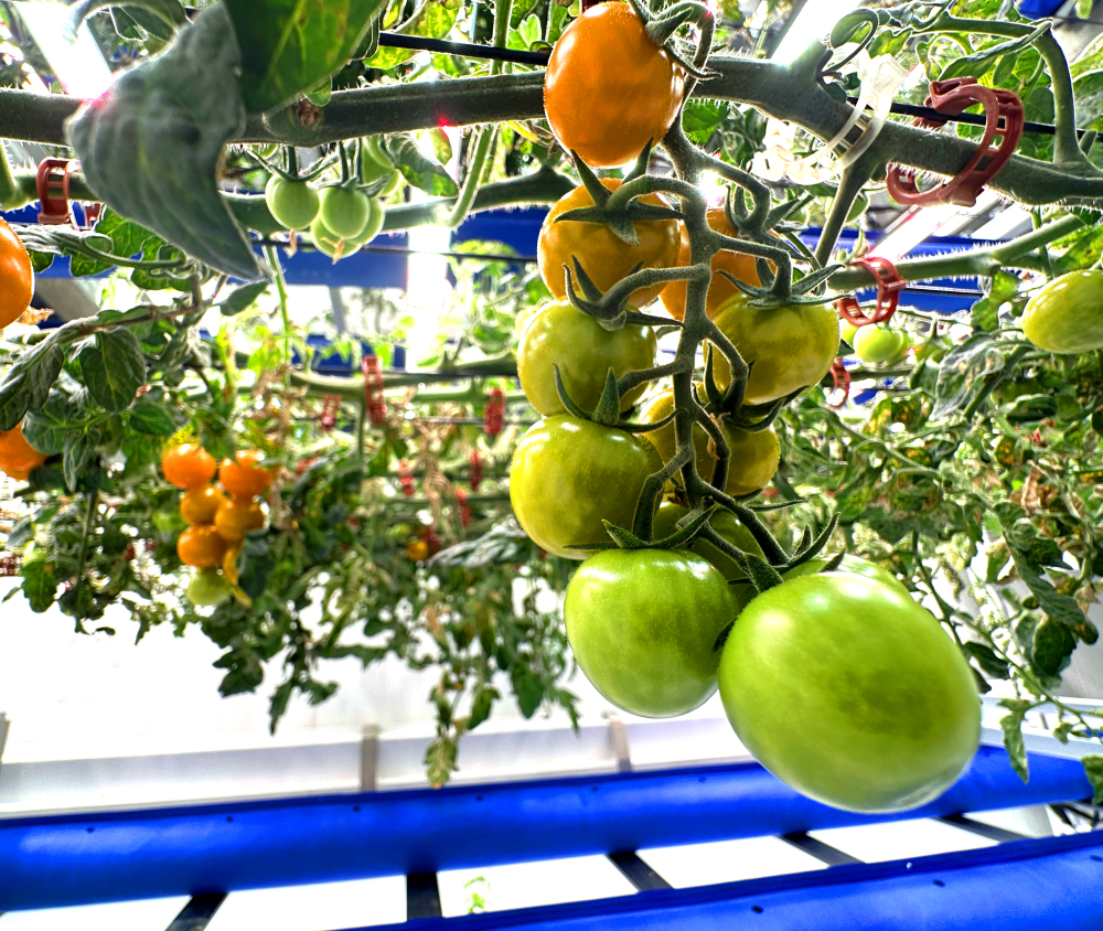 indoor cherry tomatoes grow-tec 