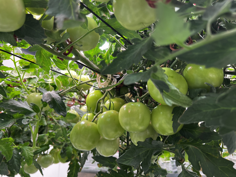 grow-tec indoor tomatoes