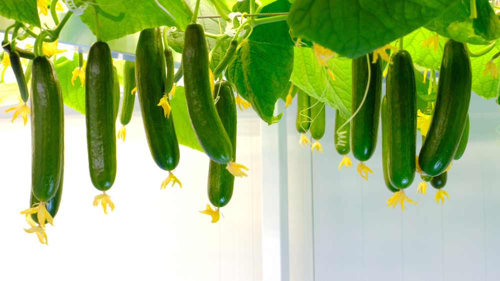 Cucumbers easily accessible for harvesting