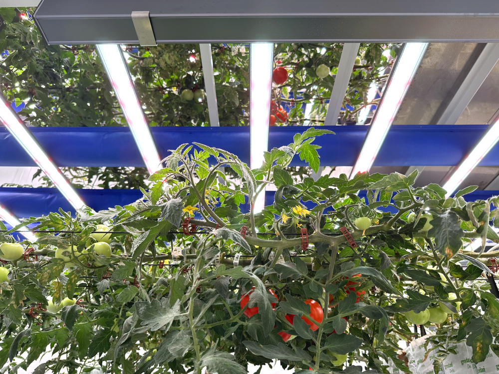 indoor vertical farming grow-tec tomatoes