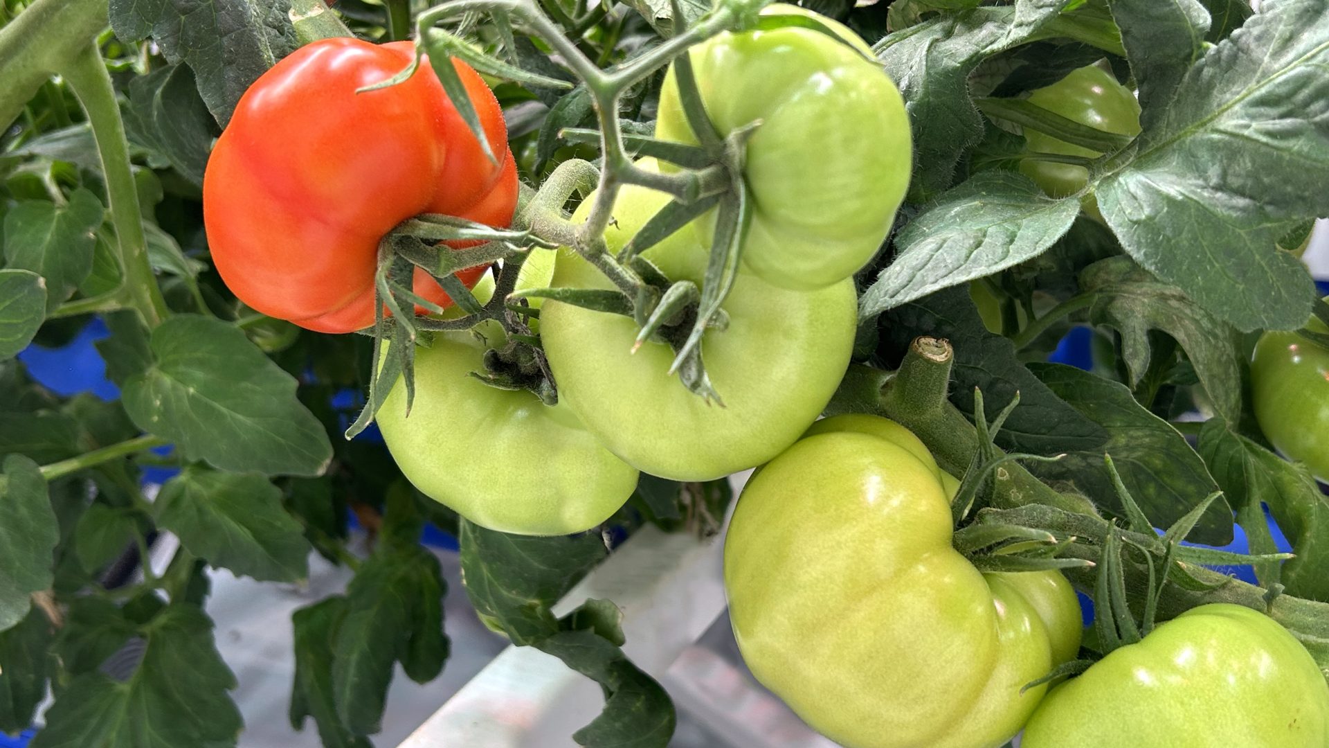 Indoor Tomatoes by Grow-tec