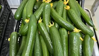 We now yield 1050kg of cucumbers and 626kg of tomatoes per m2 annually